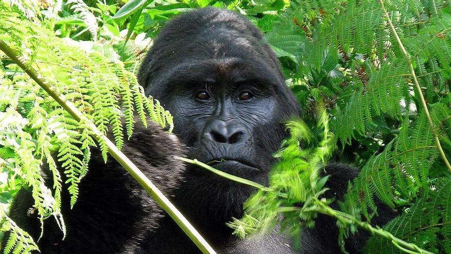 Furtivos matan a Rafiki, uno de los últimos gorilas de montaña de Uganda