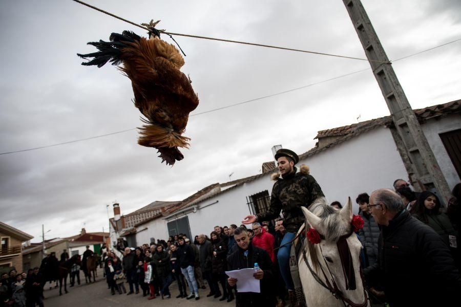 Carrera del Gallo en El Pego