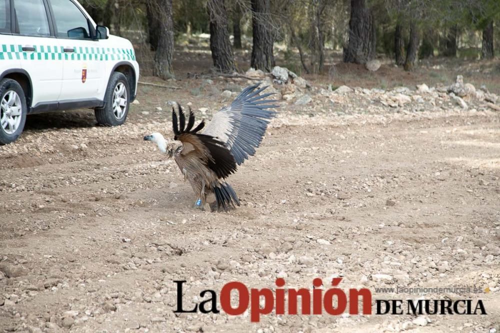 Liberan un Buitre Leonado en la Sierra de Mojantes