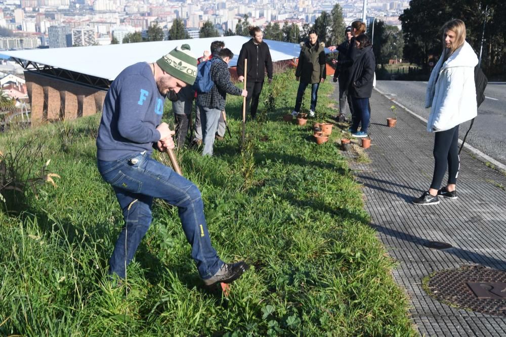 La oficina de medio ambiente de la Universidade da Coruña convoca la plantación de árboles en un antiguo eucaliptal.