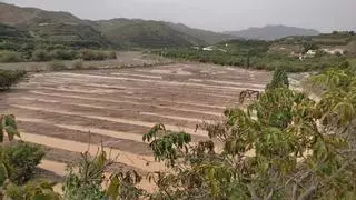 El campo de Málaga alerta de una "estela de destrucción" por la DANA, con al menos 1.000 hectáreas afectadas