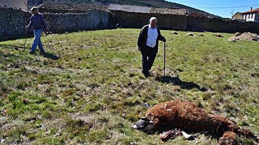 El ganadero Pedro Herrero, a la derecha, junto a los cadáveres de las ovejas en finca cerrada.