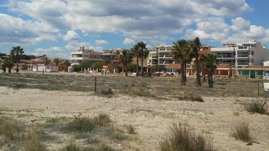 Xilxes planta en las dunas de la playa 250 unidades de una especie protegida