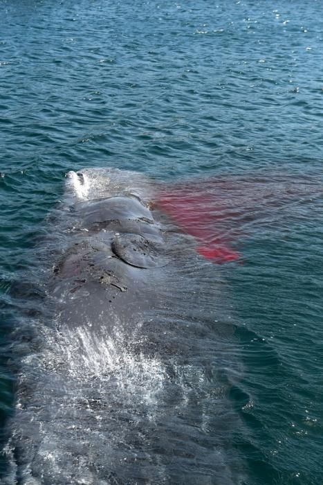 TELDE  13-03-19   TELDE. Localizan a una ballena cachalote hembra de nueve metros muerta flotando en la costa de Telde, la cual fue trasladada hasta el muelle de Taliarte a la espera de sus traslado al vertedero de Juana Grande donde le practicaran la necropsia. FOTOS: JUAN CASTRO