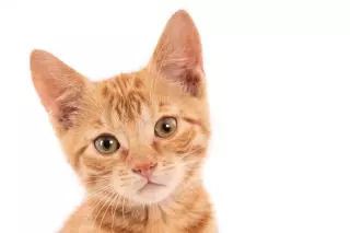 Esta es la forma de llamar la atención de tu gato: lo dice la ciencia