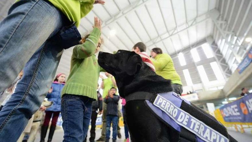 Uno de los perros de la asociación Entrecanes, durante un taller.