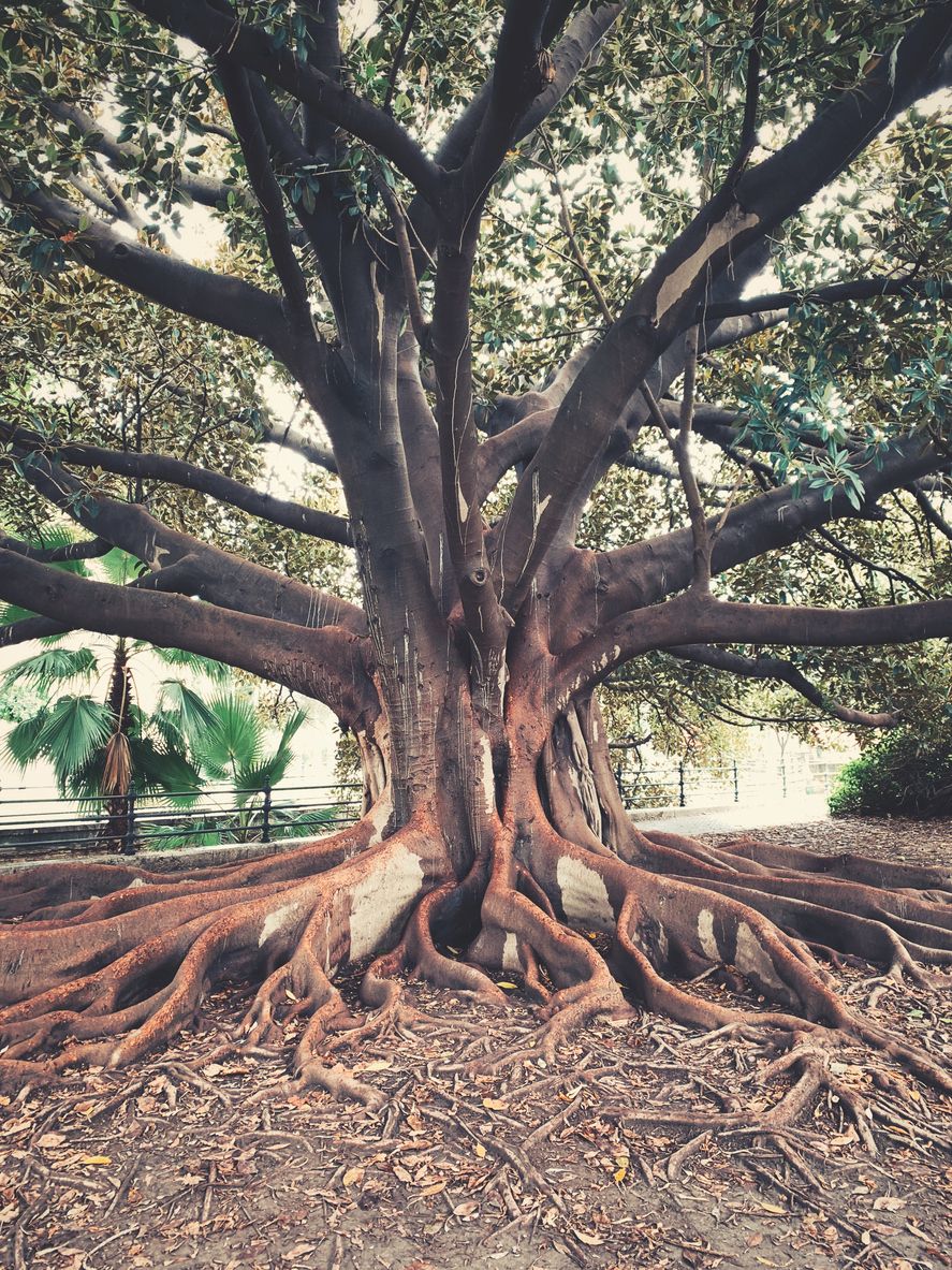Árbol antiguo en Sevilla.