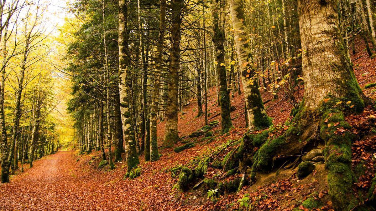 Esta selva navarra es uno de los lugares más fascinantes de España.
