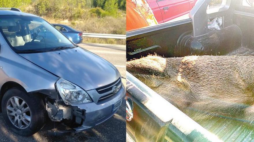 Los jabalís provocan 10 accidentes de tráfico en 4 días en la provincia