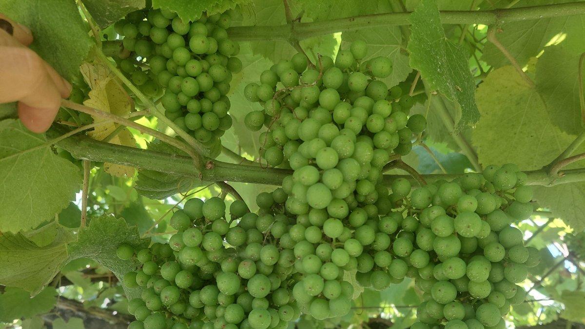 Racimos de uva albariña ya cerrados.