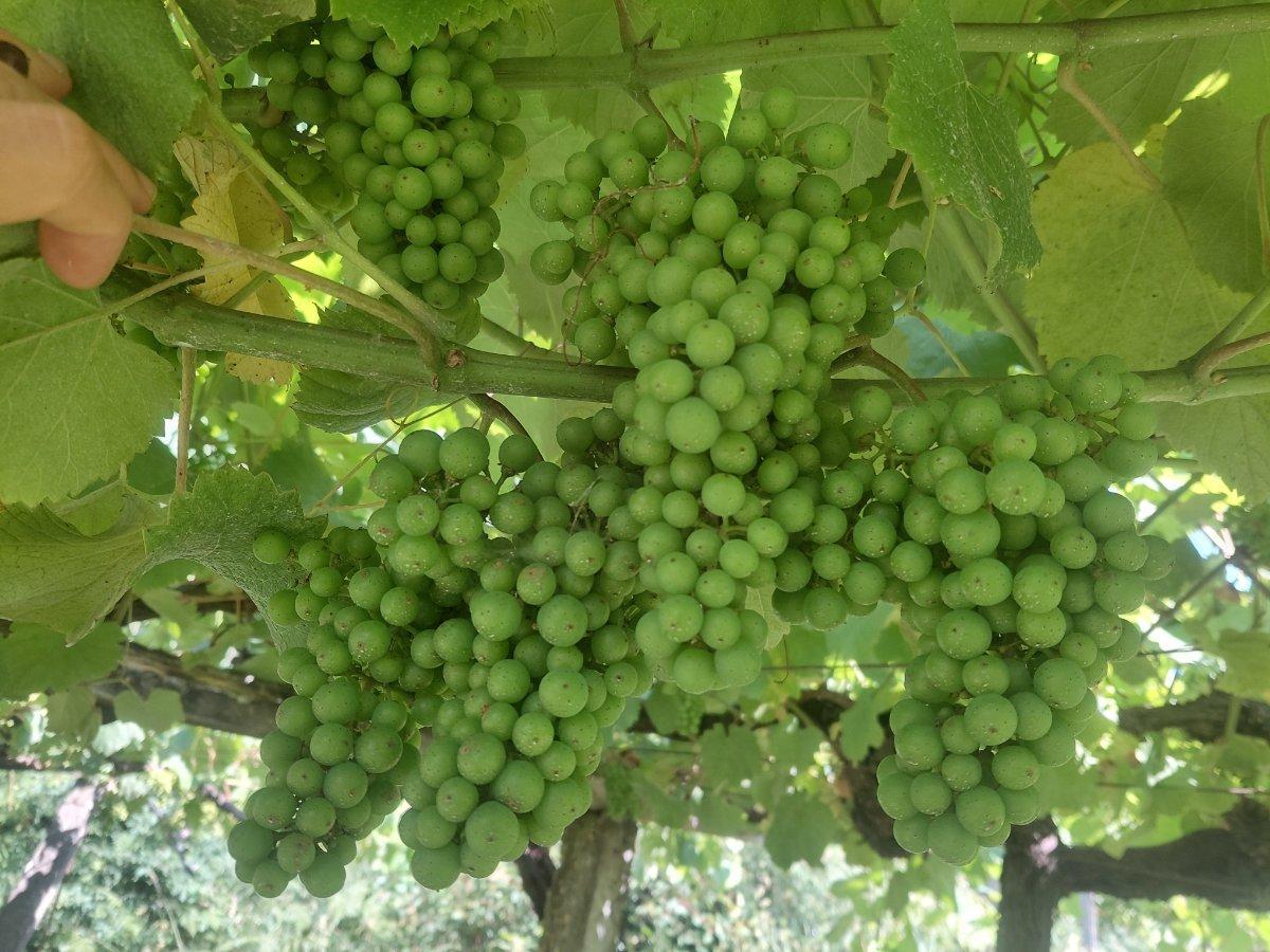 Racimos de uva albariña ya cerrados.
