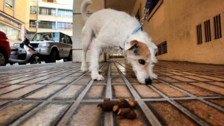 Los dueños de perros en Dénia dejan sin recoger cada semana 36.405 cacas