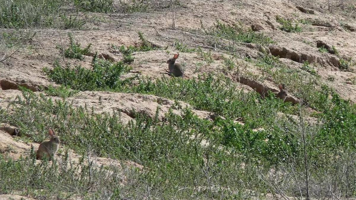 Extremadura prueba con "buenos resultados" un nuevo sistema para recuperar la cría de conejos silvestres