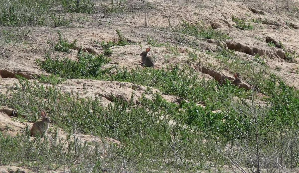 En algunas zonas agrícolas, los conejos silvestres pueden formar grandes madrigueras