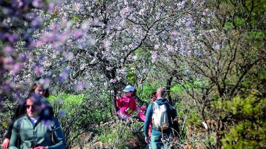La peregrinación de los senderos en flor a Santiago del Teide