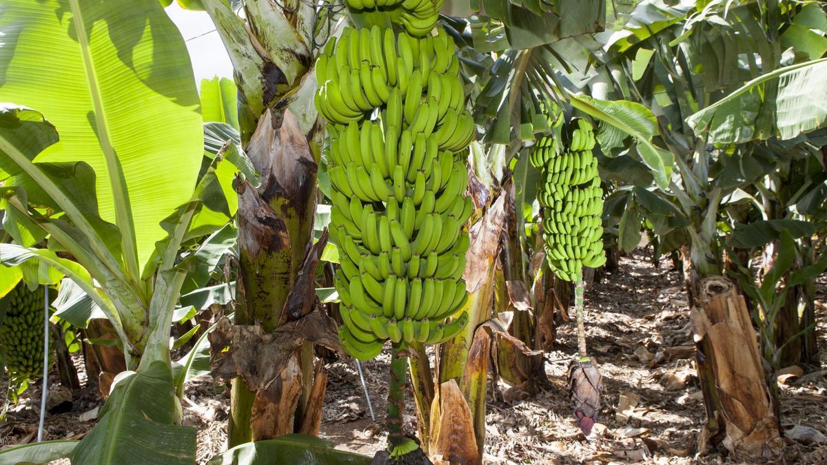 Plantación de plataneras