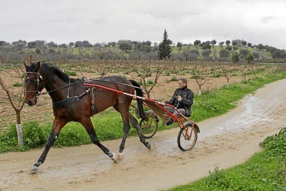 Pep Rotger trainiert Trabhengste in Selva. Der Sport ist beliebt, wird aber nicht so professionell wie in Frankreich betrieben. Charme hat er trotzdem.