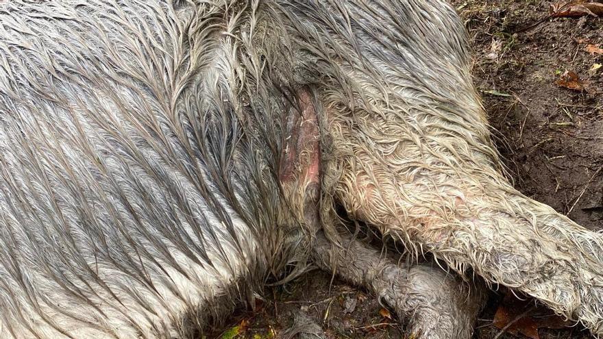 La Guardia Civil detiene a un vecino de Dumbría por maltrato animal tras el fallecimiento de un burro