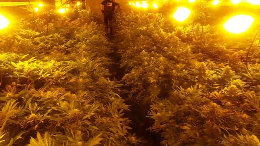 Dos detenidos y 800 plantas de marihuana incautadas en Alaquàs