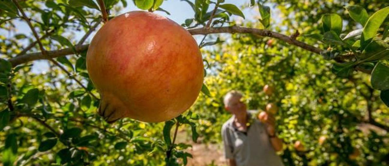 Un campo con granadas mollar de Elche antes de que empezara la campaña de recolección.