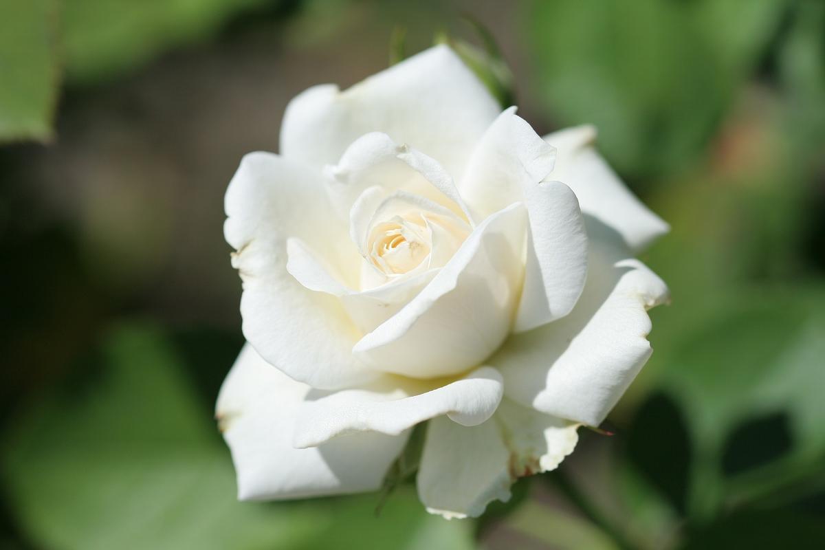 rosa blanca