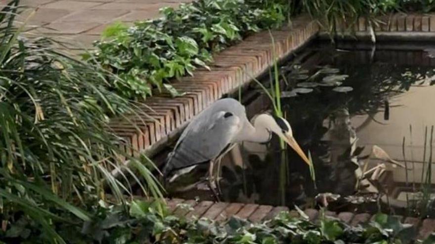 Una garza real en el edificio histórico de la UB