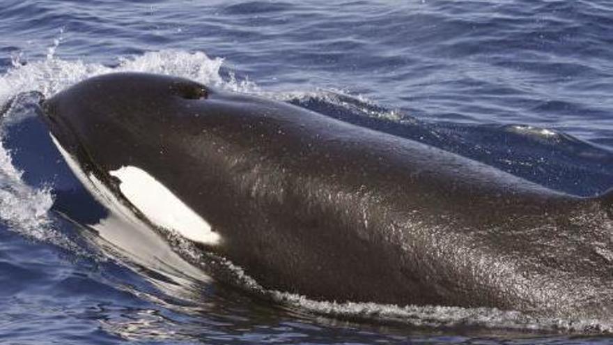 Una orca del grupo que atacó a un velero de la Armada en las rías gallegas. // FdV