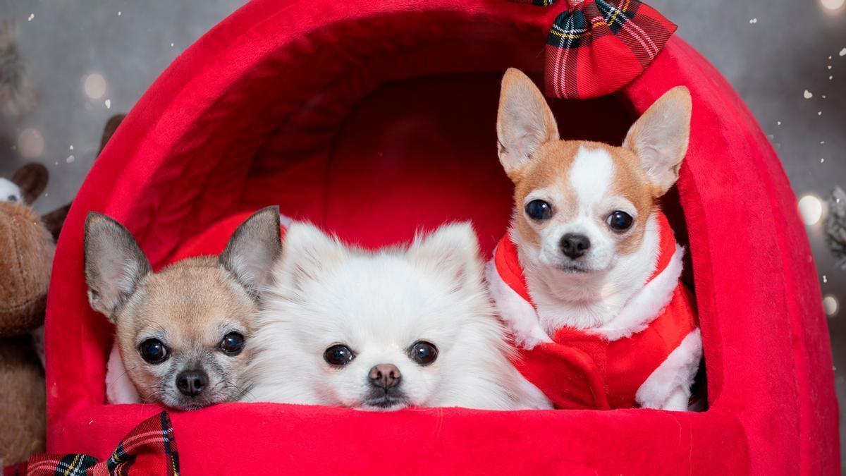 En ComoTú Mascotas son especialistas en todo tipo de compañeros peludos.