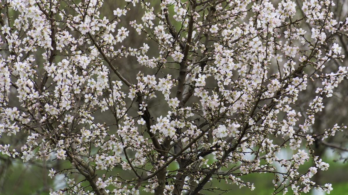 El almendro en flor, en detalle