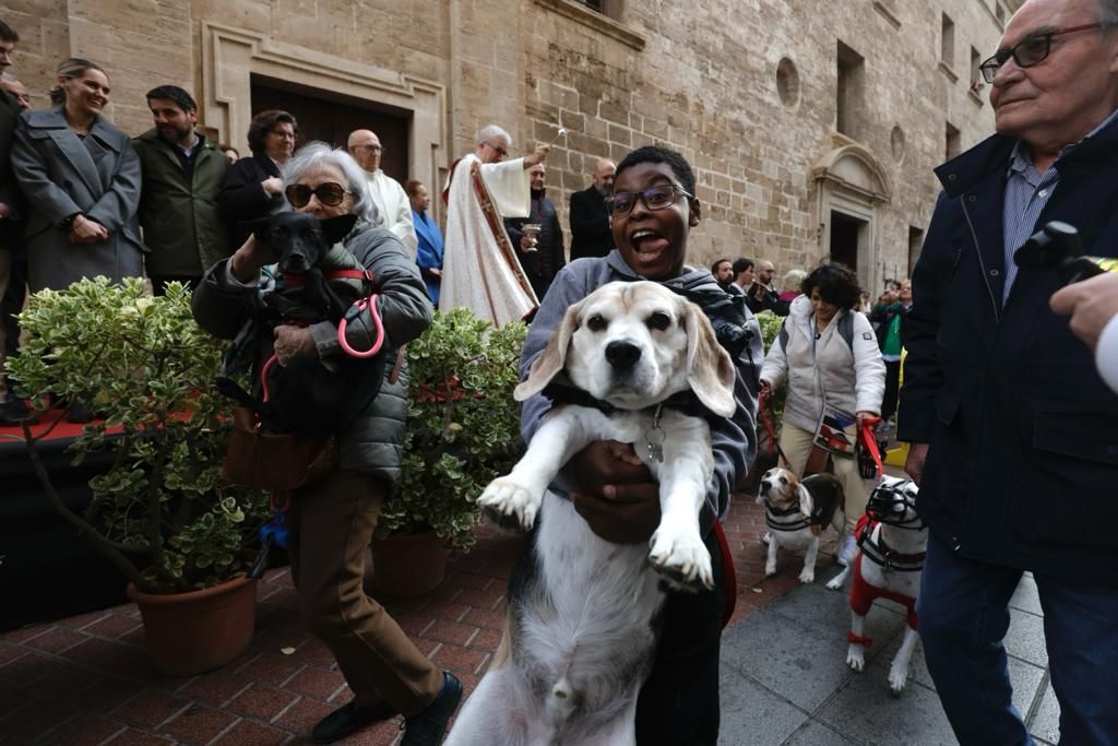 Palma celebra sus primeras 'beneïdes' sin animales exóticos por la Ley de Bienestar Animal