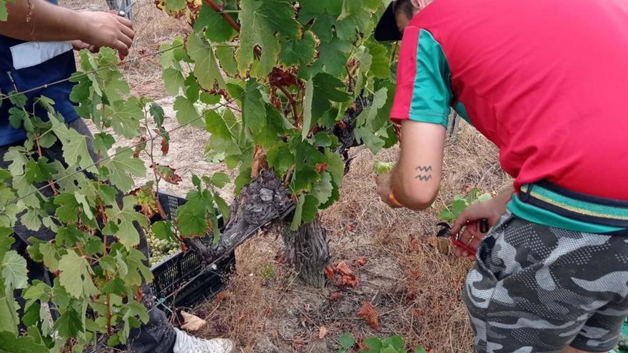 Los trabajos de recogida ayer en la primera jornada.  | // FDV