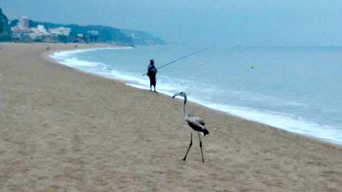 Un flamenco en la playa de Arenys.