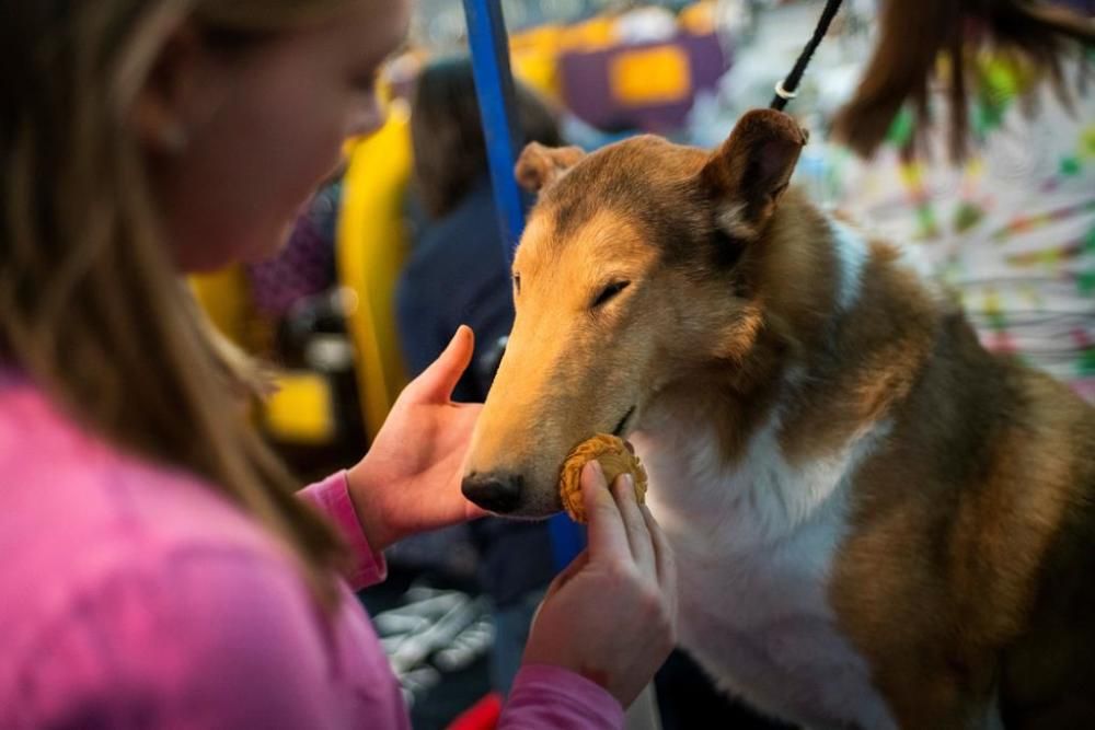 El Westminster Kennel Club, un dels shows de gossos de raça més importants del món