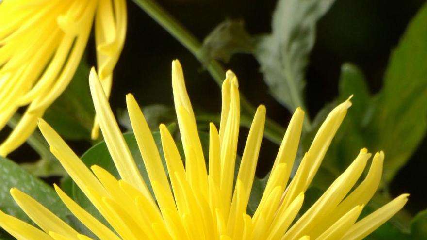 ¿Cuáles son las flores más apropiadas para Todos los Santos?