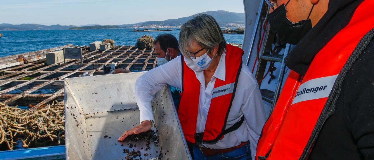 La conselleira de Mar, Rosa Quintana, observando mejilla durante una jornada de toma de muestras para el Intecmar, en una batea arousana.