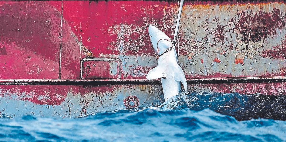 Un tauró és capturat per un pesquer.