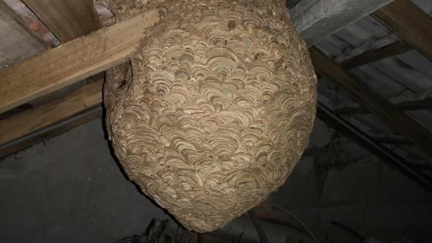 El mastodóntico nido de velutina oculto en un desván en Cuntis