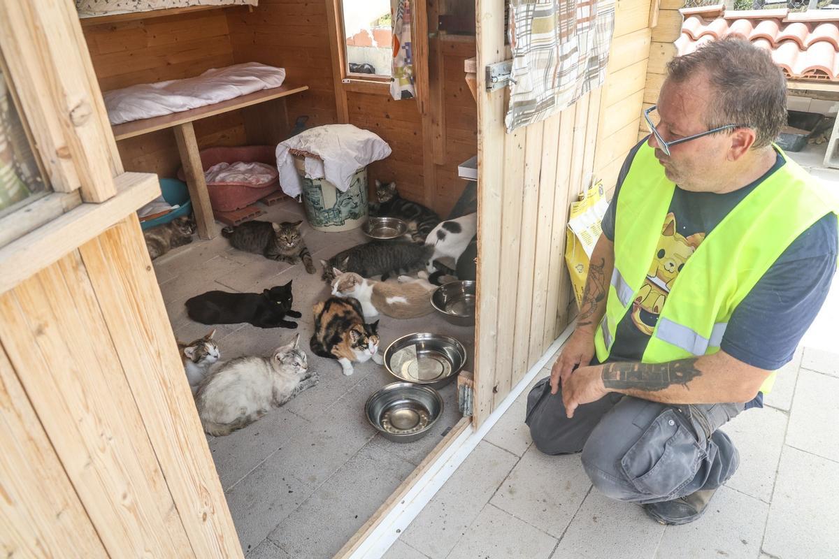 En riesgo el futuro de 400 gatos de Alicante debido a la delicada situación de su protectora