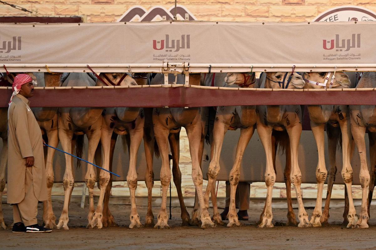 Carrera de camellos con jinetes-robot en Al Sheehaniya (Doha).