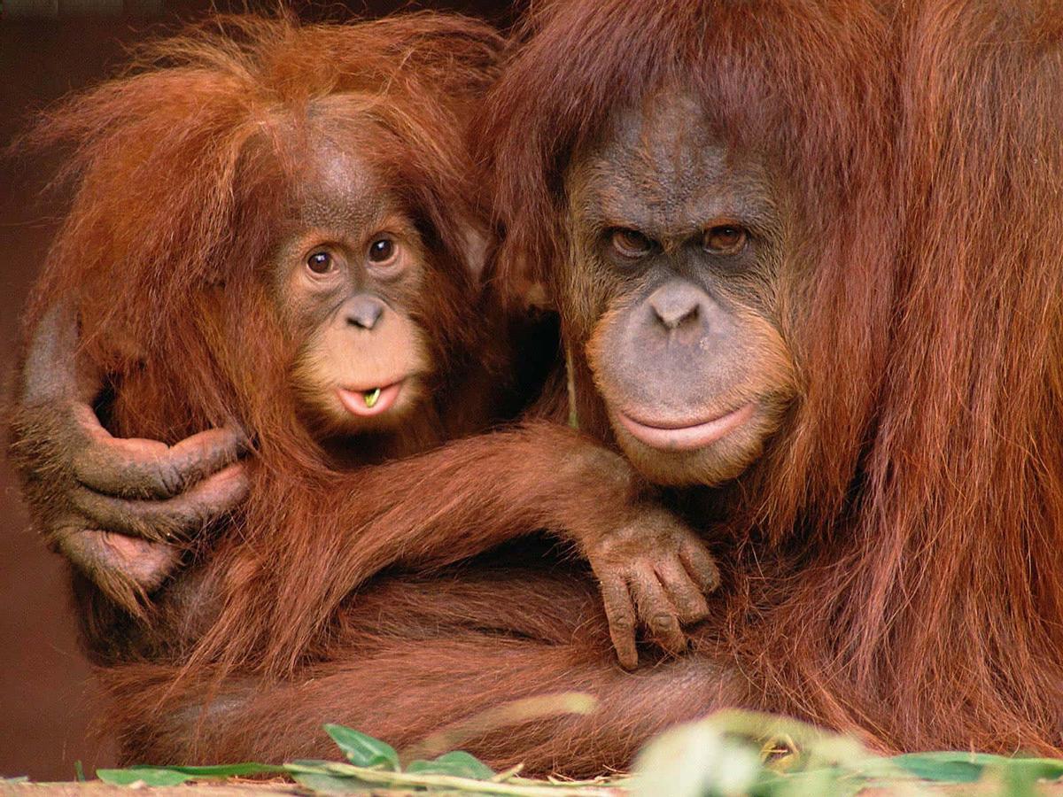 Los orangutanes están en peligro crítico de extinción
