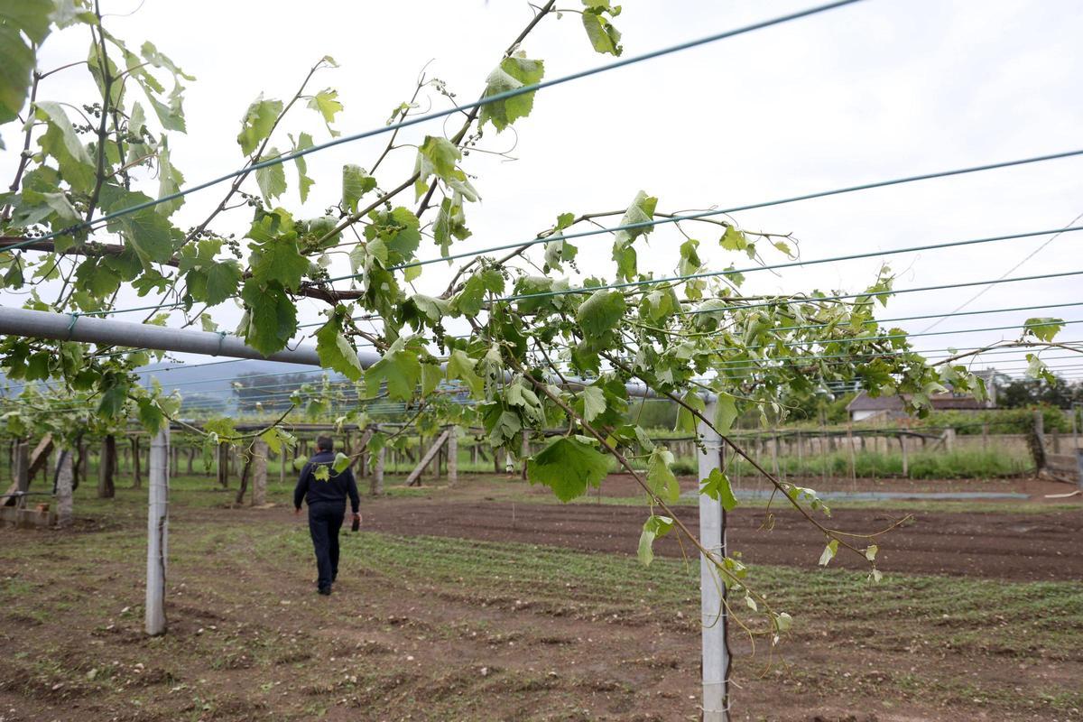 Viñas partidas y un viticultor revisando la finca en Ribadumia.