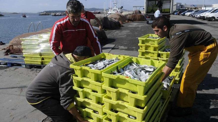 Varios marineros descargan sus capturas de sardina en un puerto gallego.