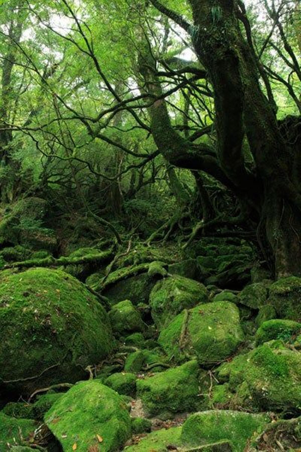 En la Isla de Yakushima, en Japón, vive el llamado como Sugi o cedro japonés.