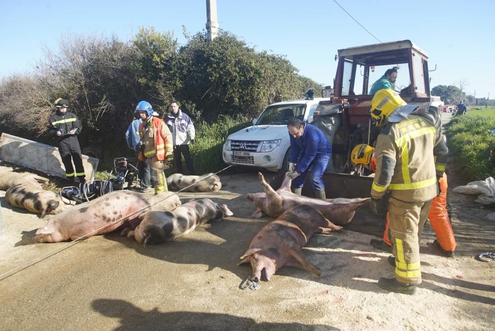 Bolca un camió amb porcs a la Tallada d'Empordà