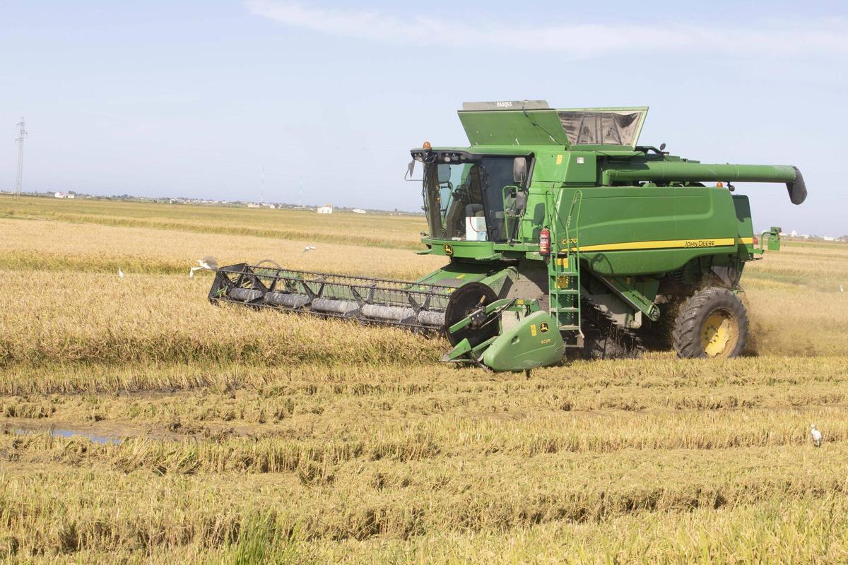 Siega del arroz en Sueca en una imagen de archivo