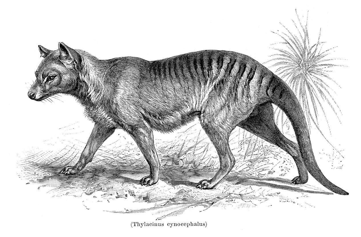 Tigre de Tasmania