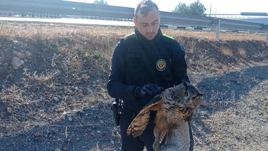 Un agente de la Policía Local de Borriol con el animal herido.