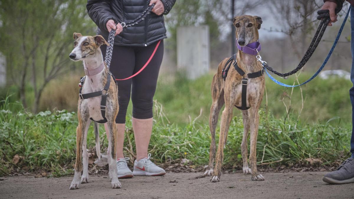 Figueres renova l&#039;ordenança de protecció i tinença d&#039;animals