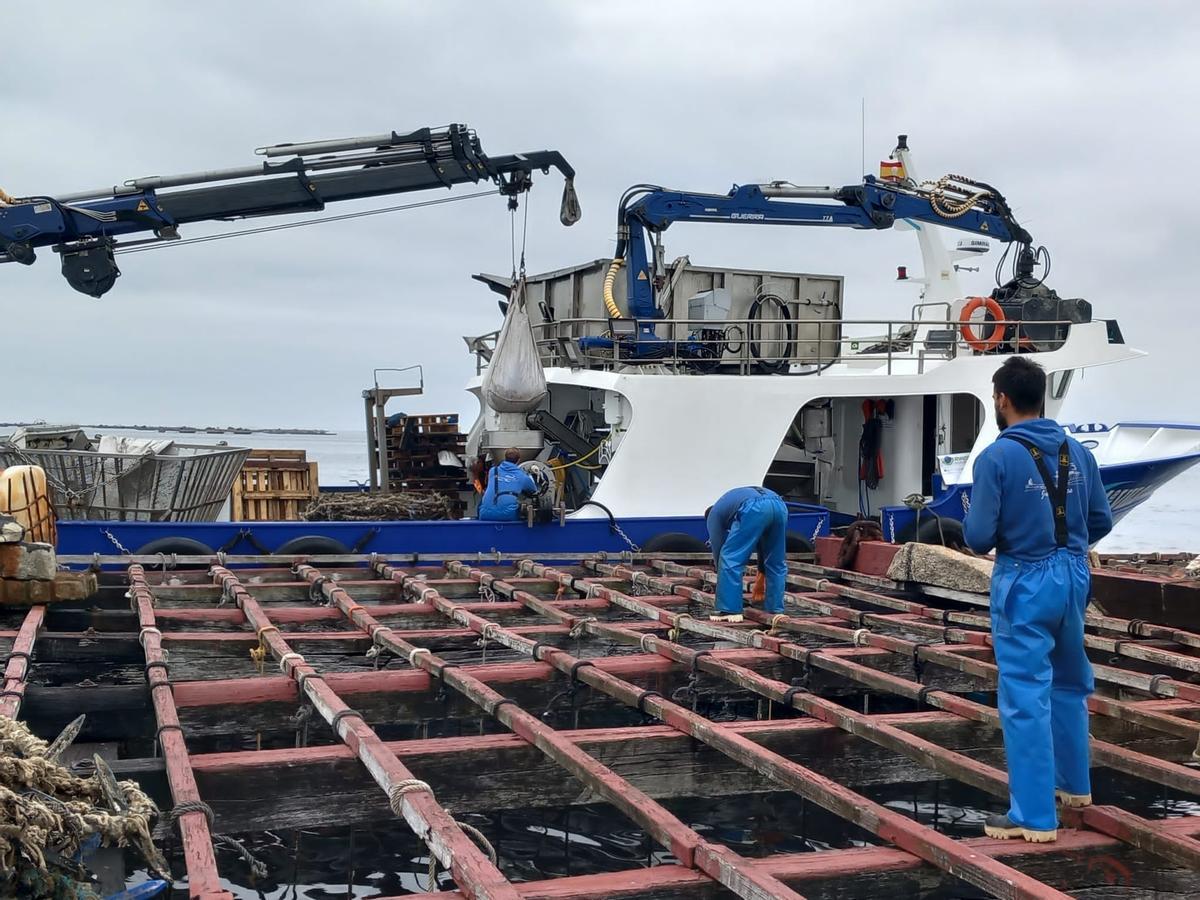 Tareas de encordado y desdoble de mejilla (cría) en una batea.