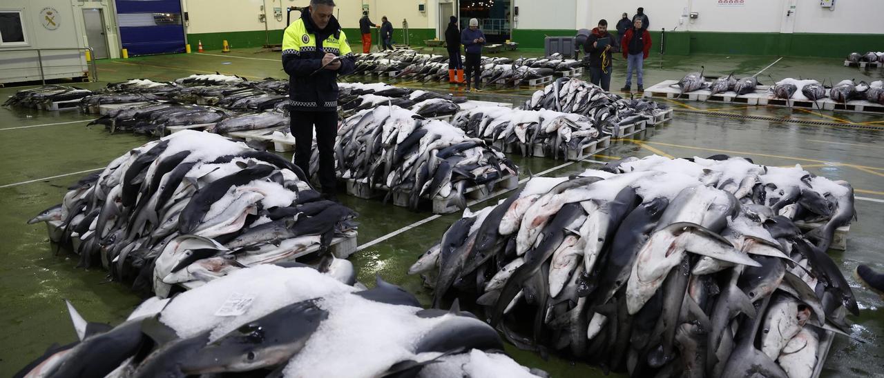 Pesca repartirá las cuotas de tintorera en el Atlántico para evitar la “pesca olímpica”